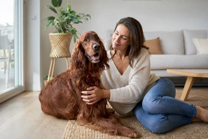 Glücklicher Hund, ein Irish Setter, sitzt entspannt neben seinem Besitzer in einer modernen Wohnung und strahlt Zufriedenheit aus.