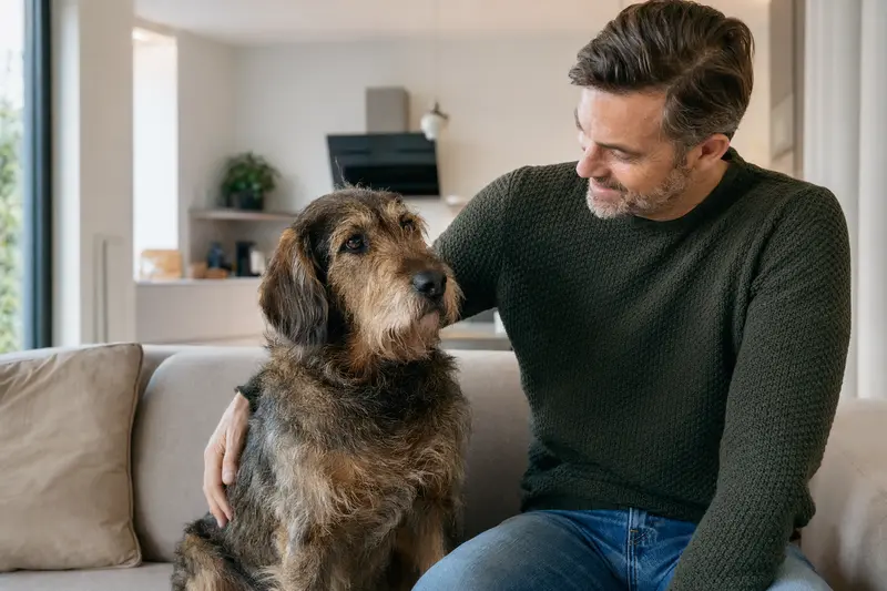 Ein glücklicher Istarski Ostrodlaki Gonic sitzt entspannt neben seinem Besitzer in einer modernen Wohnung und symbolisiert die vertrauensvolle Beziehung zwischen Tier und Halter.