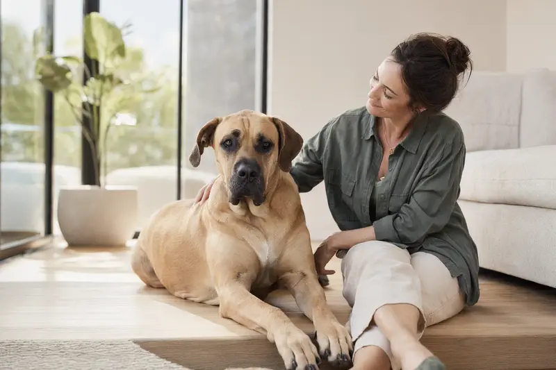 Eine entspannte Kanarische Dogge sitzt neben ihrem glücklichen Besitzer in einem modernen Wohnzimmer.