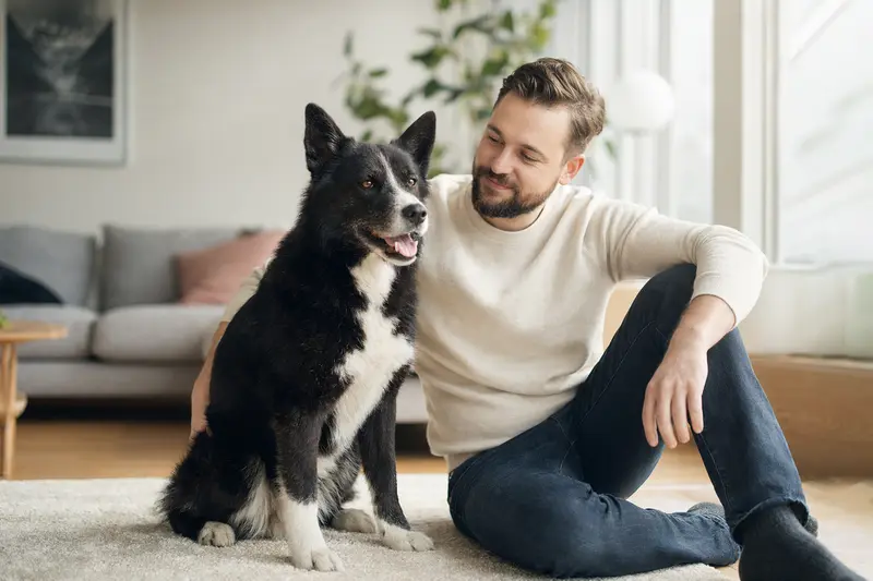 Ein glücklicher Karelischer Bärenhund entspannt neben seinem Besitzer in einer modernen Wohnung.