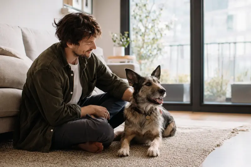 Ein entspannter Karst Schäferhund sitzt neben seinem Besitzer in einer hellen Wohnumgebung, die ein Gefühl von Vertrauen und Gesundheit ausstrahlt.