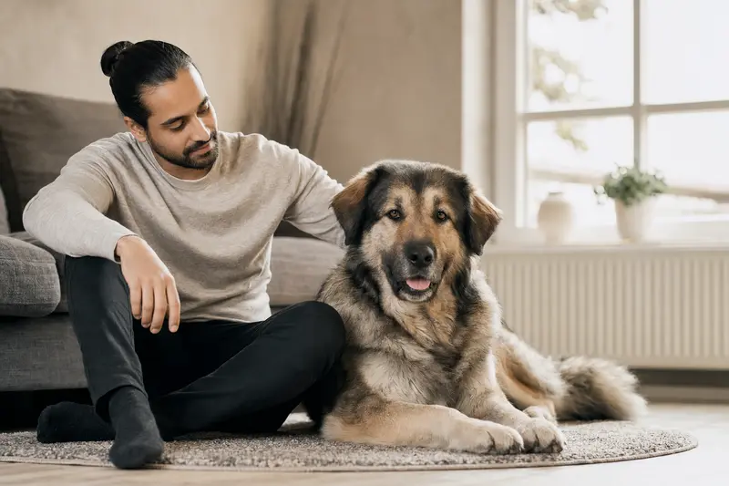 Ein entspannter Kashmir Mastiff sitzt neben seinem glücklichen Besitzer in einer modernen Wohnung.