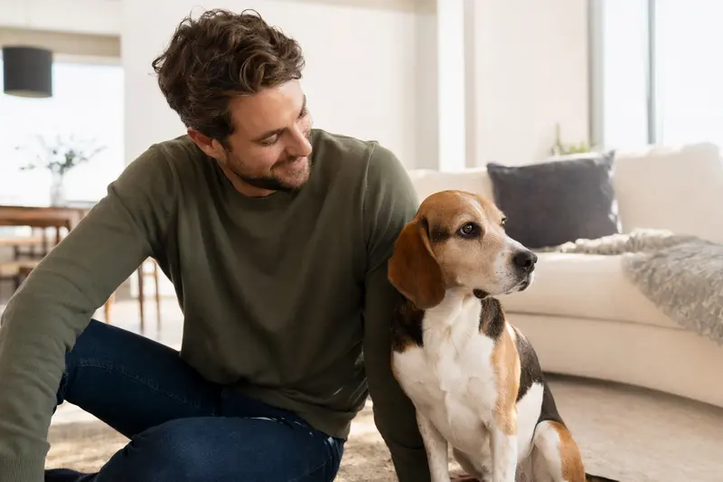 Ein glücklicher Kerry Beagle sitzt entspannt neben seinem Besitzer in einer modernen Wohnung.