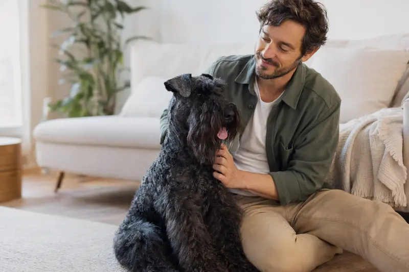 Ein gesunder Kerry Blue Terrier sitzt entspannt neben seinem Halter in einer modernen Wohnung.