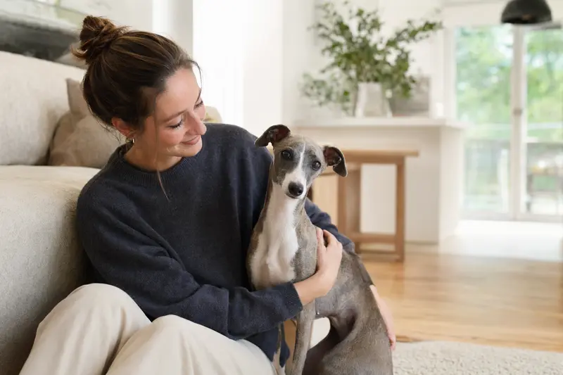 Ein glücklicher Kleiner Englischer Windhund sitzt entspannt neben seinem Halter in einer hellen Wohnung und vermittelt Vertrauen, Gesundheit und die passende Hundeversicherung.