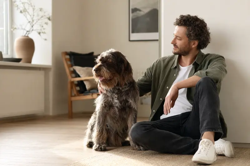 Ein glücklicher Korthals Griffon sitzt entspannt neben seinem Besitzer in einer modernen Wohnung.