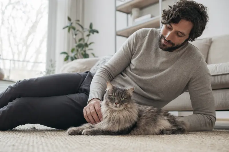 Eine gesunde, freundliche Kymrische Katze sitzt entspannt neben ihrem Besitzer in einer hellen Wohnung, umgeben von warmem Licht.