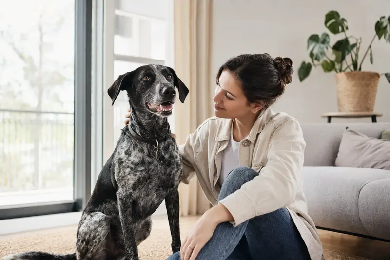 Ein glücklicher Lacy Game Dog sitzt entspannt neben seinem Halter in einer hellen, modernen Wohnung.