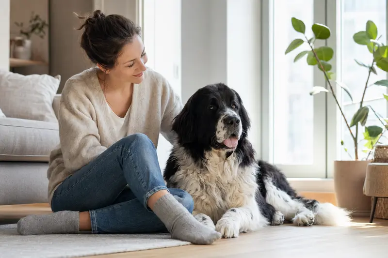 Ein glücklicher Landseer sitzt entspannt neben seinem Besitzer in einer modernen Wohnung.