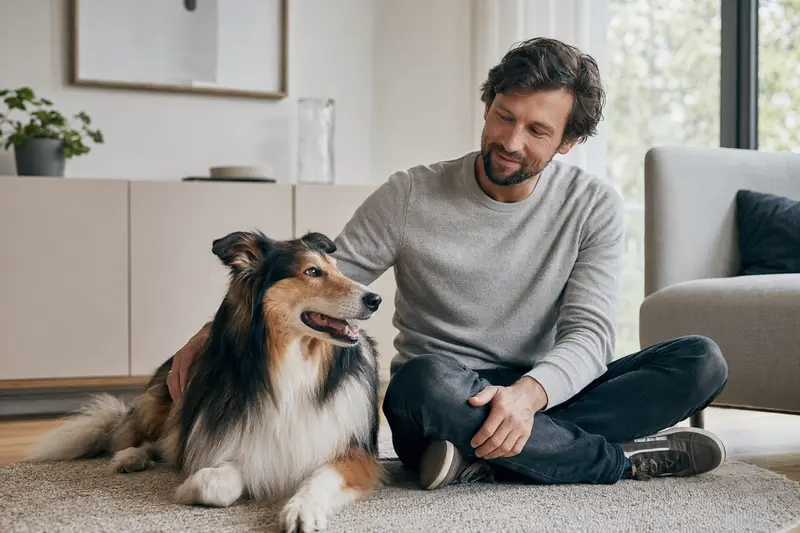 Ein glücklicher Langhaarcollie sitzt entspannt neben seinem Besitzer in einer modernen Wohnung.