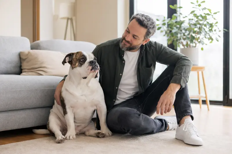Ein entspannter Leavitt Bulldog sitzt neben seinem Besitzer in einer hellen Wohnung.