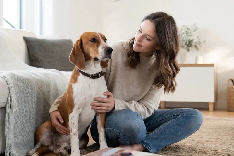Ein glücklicher Hund, ein lettischer Bracke, sitzt entspannt neben seinem Besitzer in einer hellen Wohnung.