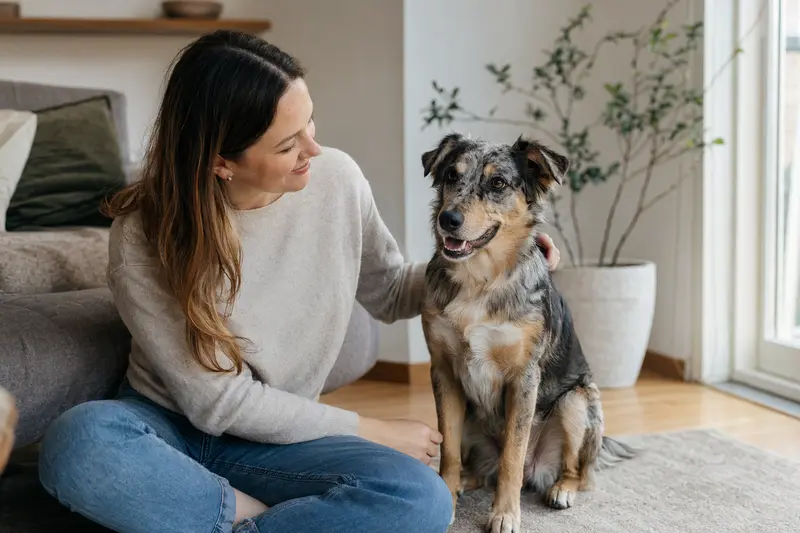 Ein glücklicher Longdog sitzt entspannt neben seinem Besitzer in einer modernen Wohnung.