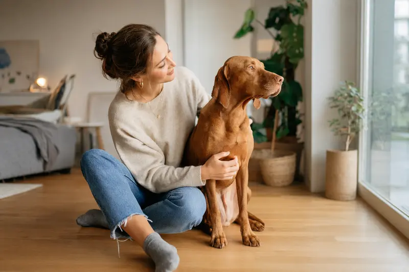 Ein entspannter Magyar Vizsla sitzt neben seinem Besitzer in einer hellen Wohnung.