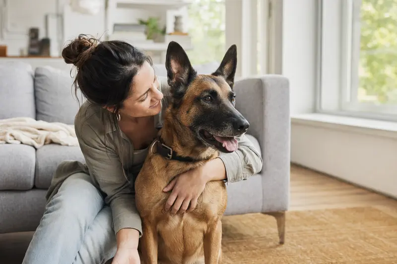 Ein gesunder Malinois sitzt entspannt neben seinem Halter in einer hellen, modernen Wohnung und vermittelt Vertrauen und Sicherheit im Kontext einer Hundekrankenversicherung.