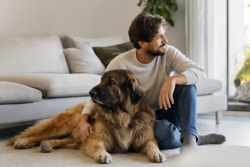Glücklicher Mastin Leones sitzt entspannt neben seinem Besitzer in einer modernen Wohnung und genießt die harmonische Atmosphäre.