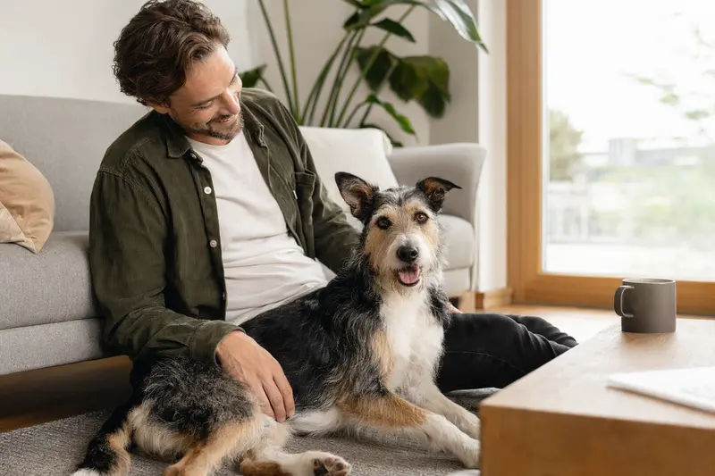 Ein glücklicher Mayorquais sitzt entspannt neben seinem Halter in einer modern eingerichteten Wohnung.