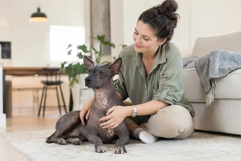 Ein glücklicher Mexikanischer Nackthund sitzt entspannt neben seinem Besitzer in einer hellen modernen Wohnung.
