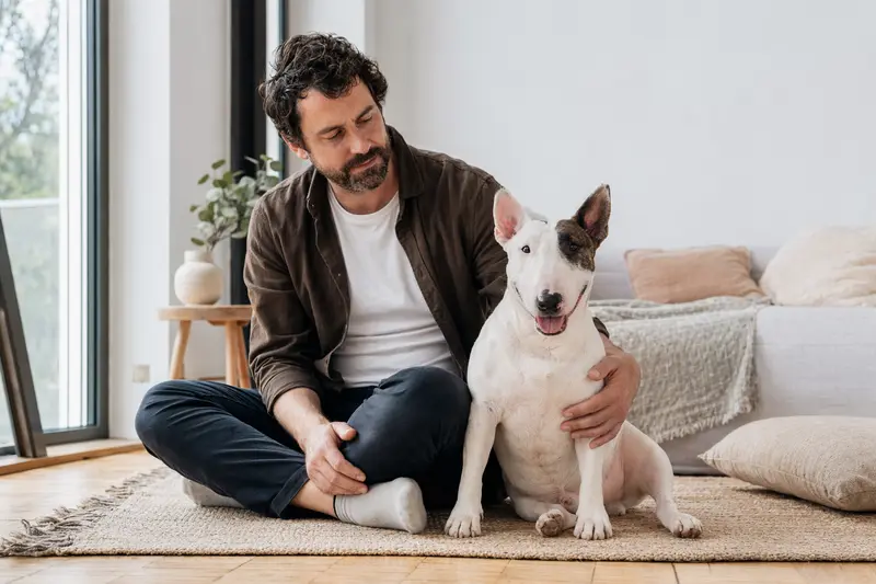 Ein gesunder Mini-Bullterrier sitzt entspannt neben seinem Besitzer in einer modernen Wohnung.