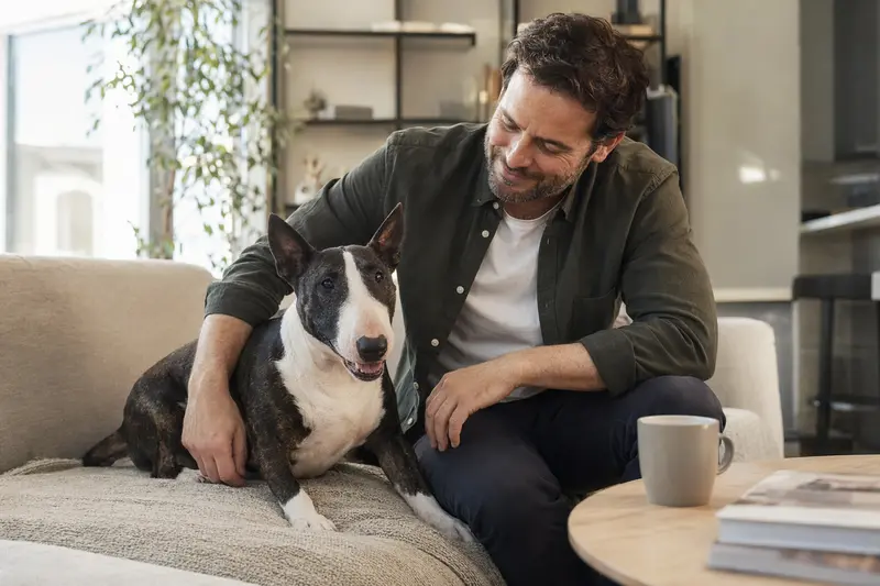 Ein entspannter Miniaturbullterrier sitzt neben seinem Besitzer in einer hellen Wohnung und strahlt Zufriedenheit aus.