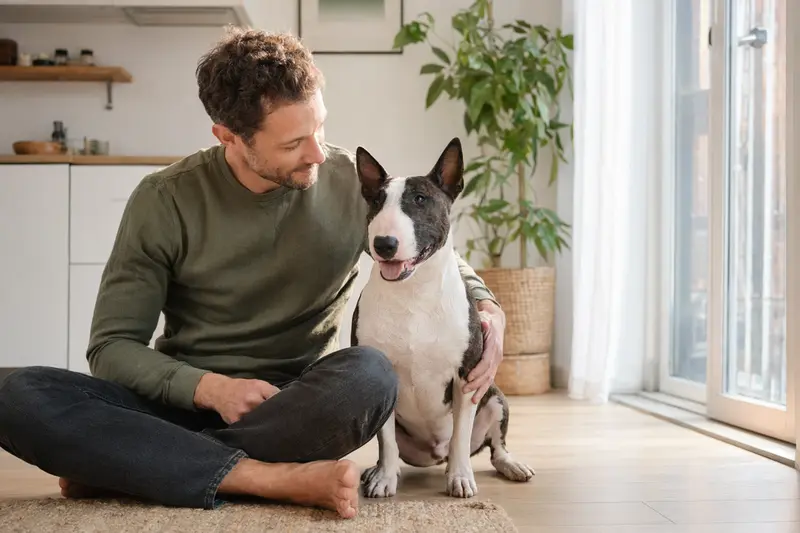 Ein entspannter Miniature Bull Terrier sitzt neben seinem Halter in einer modernen Wohnung.