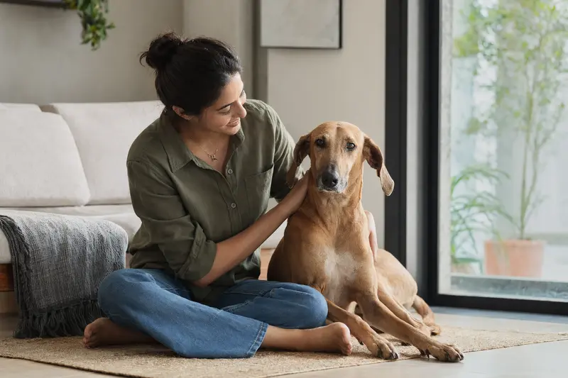 Ein glücklicher Mudhol Hound sitzt neben seinem Besitzer in einer hellen modernen Wohnung.