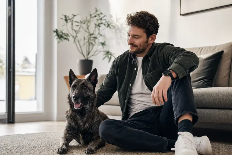 Ein entspannter Nederlandse Herdershond sitzt neben seinem Besitzer in einer hellen Wohnung.