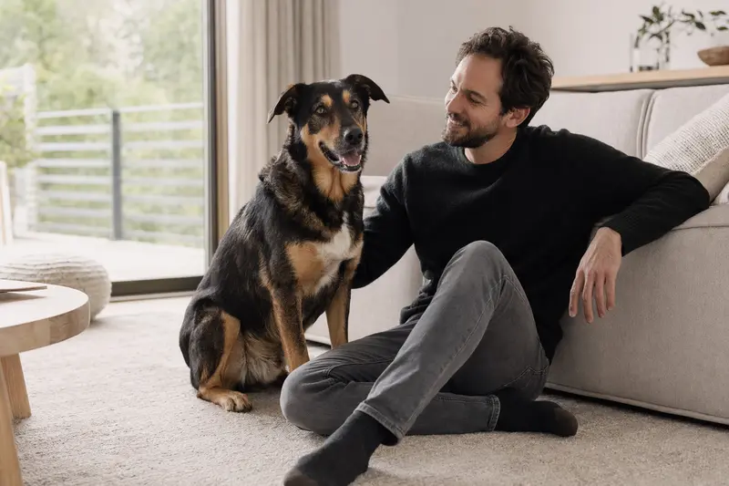Ein glücklicher Hund, ein neugieriger Neuseeländer Huntaway, sitzt entspannt neben seinem Halter in einer modernen Wohnung.