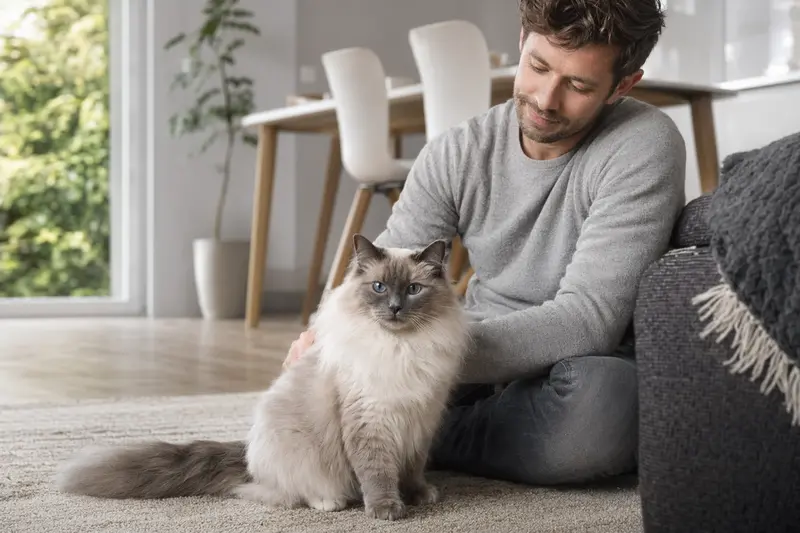 Ein gesunder Neva Masquarade-Kater sitzt entspannt neben seinem Besitzer in einer modernen Wohnung, umgeben von warmem Licht.