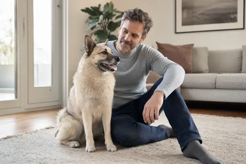 Ein Norwegischer Buhund sitzt neben seinem glücklichen Besitzer in einer modernen Wohnung.