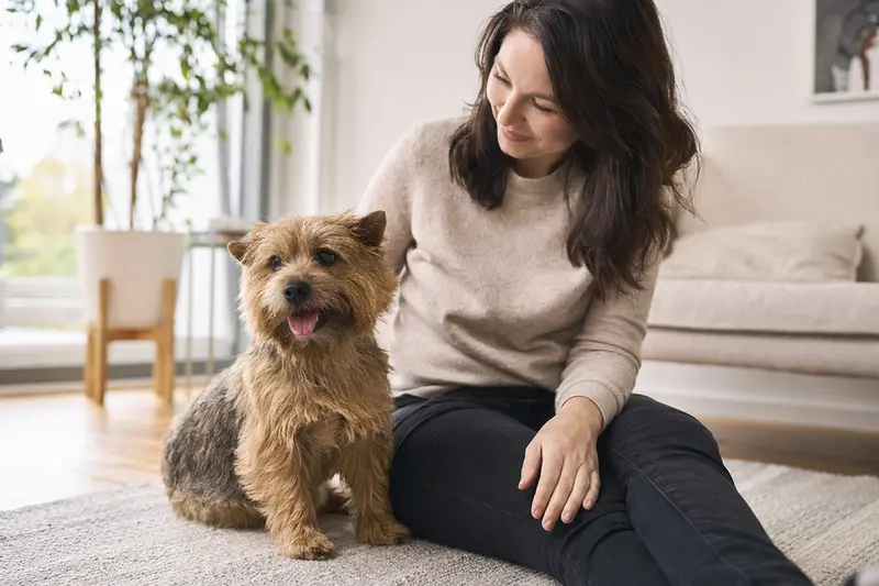 Ein gesunder Norwich Terrier sitzt entspannt neben seinem Besitzer in einer hellen Wohnung.
