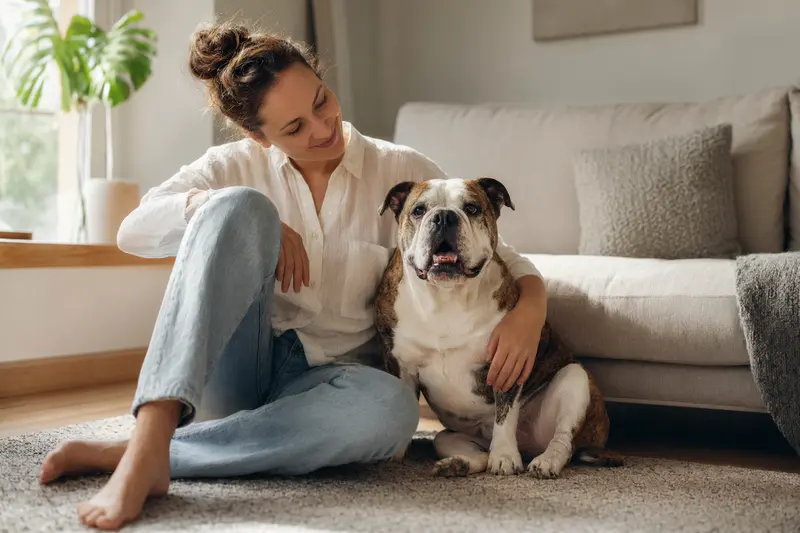 Ein glücklicher Old English Bulldog sitzt entspannt neben seinem Halter in einer hellen Wohnung und vermittelt eine vertrauensvolle Stimmung rund um die Hundversicherung.