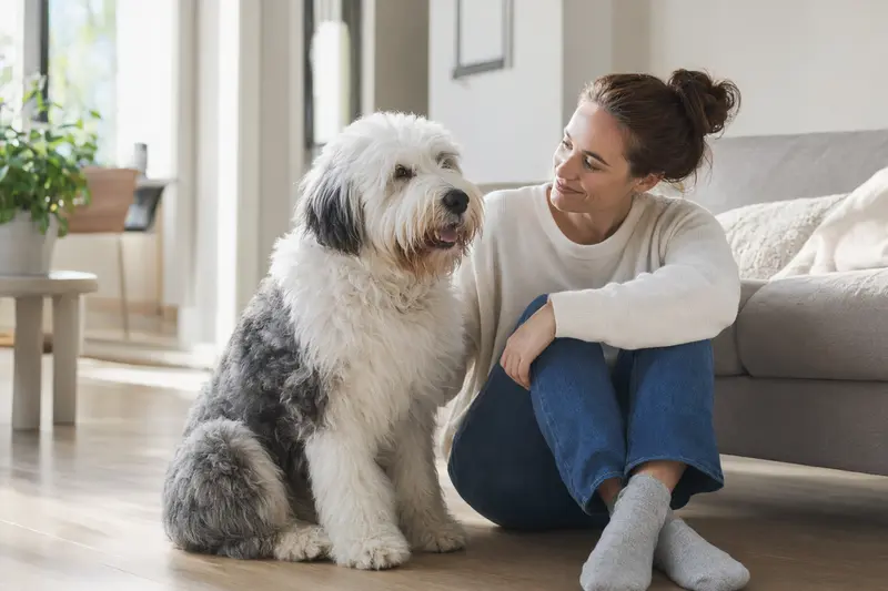 Ein entspannter Old English Sheepdog sitzt neben seinem Halter in einer freundlichen Wohnumgebung.