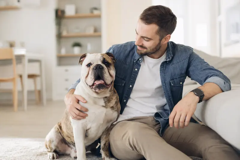 Entspannter Olde English Bulldogge sitzt neben seinem Besitzer in einer modernen Wohnung.