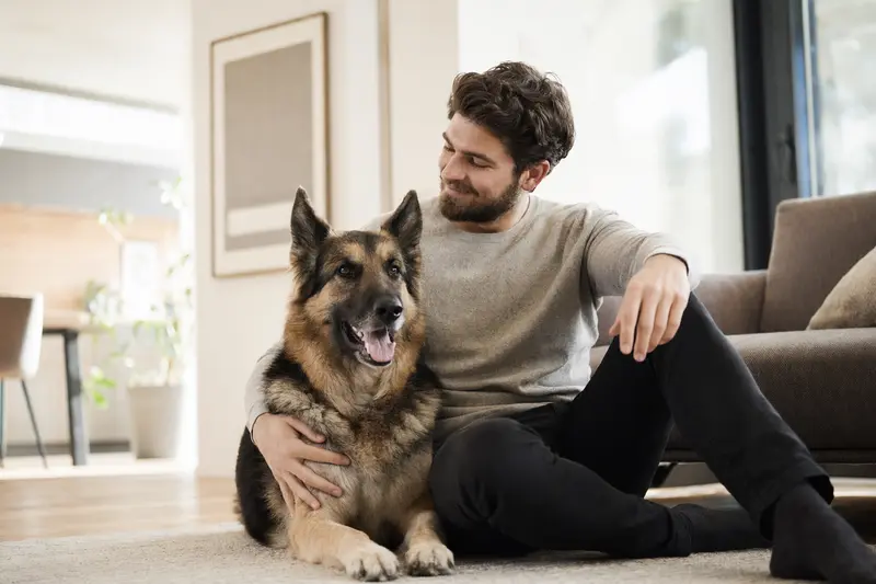 Ein glücklicher Osteuropäischer Schäferhund sitzt entspannt neben seinem Halter in einer modernen Wohnung.