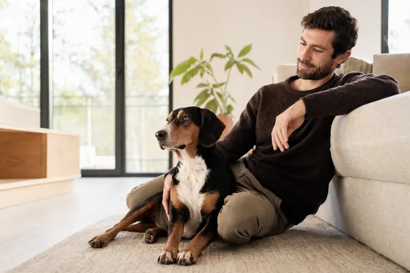 Ein glücklicher Peintinger-Bracke sitzt entspannt neben seinem Halter in einer modernen Wohnung.