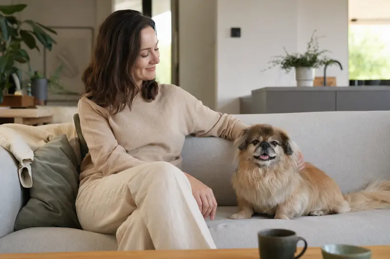 Ein glücklicher Pekingese sitzt entspannt neben seinem Halter in einer modernen Wohnung.