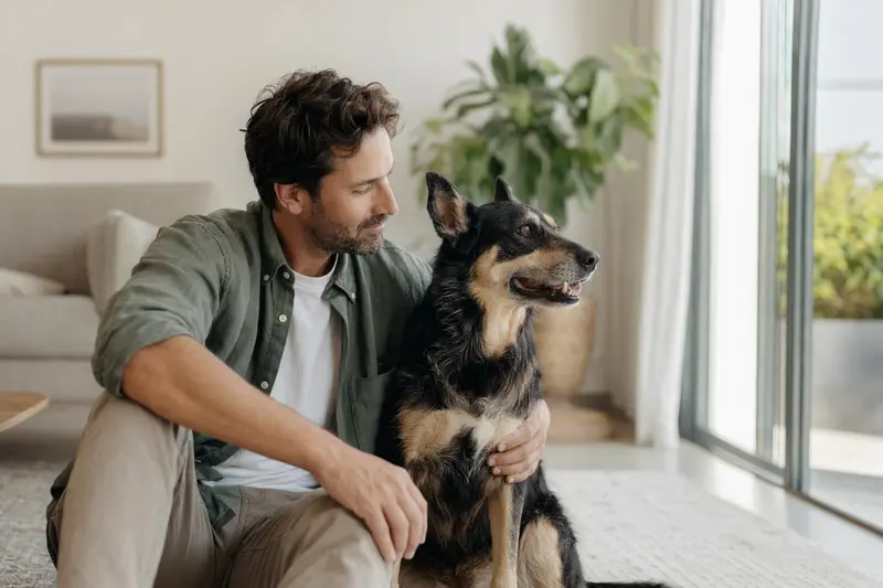 Ein freundlicher Perro de Pastor Mallorquin sitzt entspannt neben seinem Halter in einer hellen Wohnung.