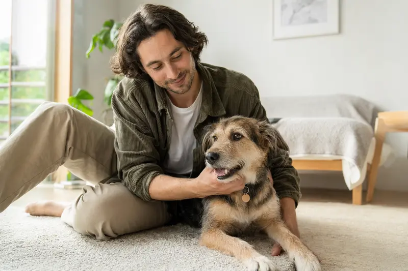 Ein glücklicher Perro Gocho sitzt entspannt neben seinem Besitzer in einer modernen Wohnung und strahlt Zufriedenheit aus.