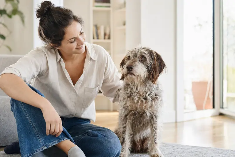 Ein entspannter Picardie-Spaniel sitzt neben seinem Halter in einer hellen Wohnung und strahlt Freude aus.