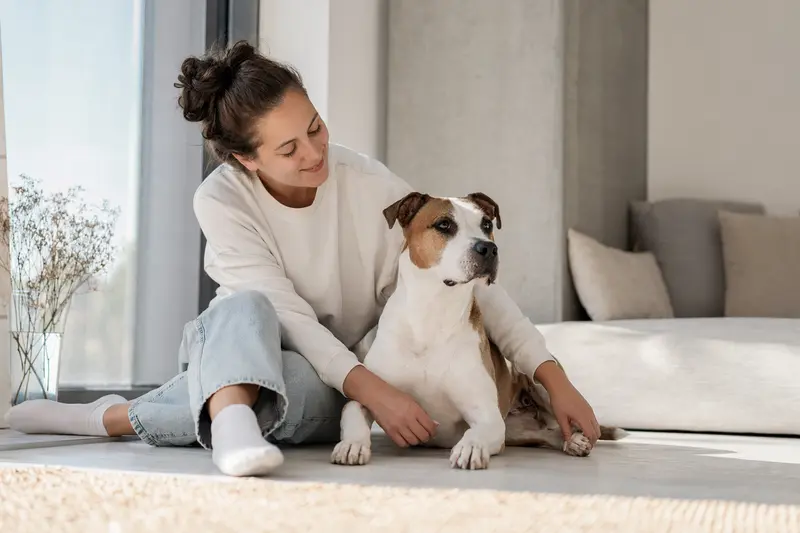 Ein glücklicher Pit Bull sitzt entspannt neben seinem Halter in einer modernen Wohnung und strahlt Vertrauen aus.