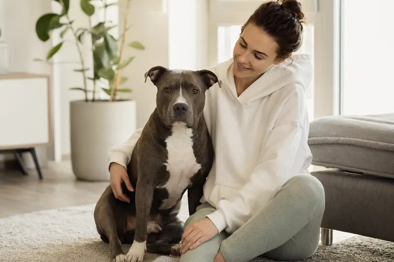 Glücklicher Pit Bull Terrier sitzt entspannt neben seinem Halter in einer modernen Wohnung.