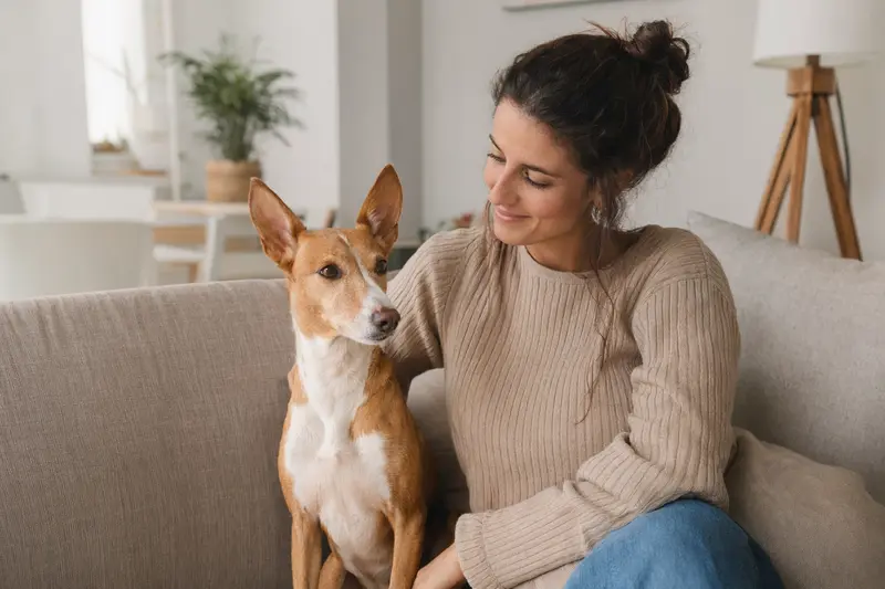 Ein entspannter und glücklicher Podenco Enano sitzt neben seinem Halter in einer modernen Wohnung, umgeben von natürlichem Licht.