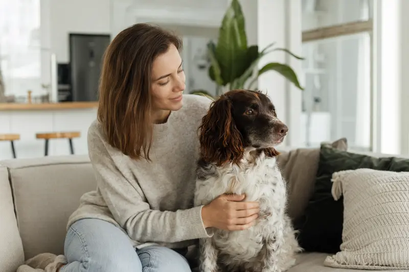 Ein glücklicher Pont-Audemer-Spaniel sitzt entspannt neben seinem Halter in einer hellen Wohnung.