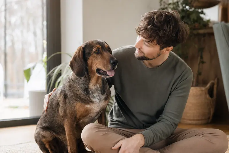 Ein glücklicher Posavatz Laufhund sitzt entspannt neben seinem Halter in einer hellen Wohnung.