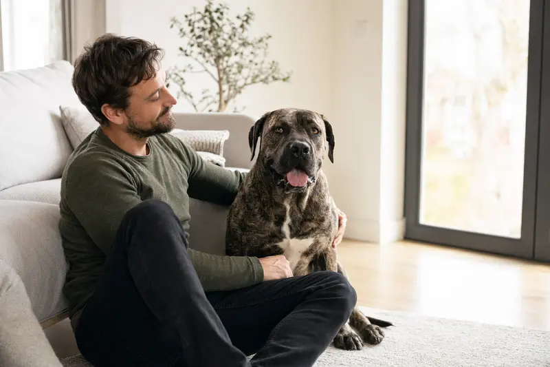 Ein glücklicher Presa Canario sitzt entspannt neben seinem Besitzer in einer hellen Wohnung.