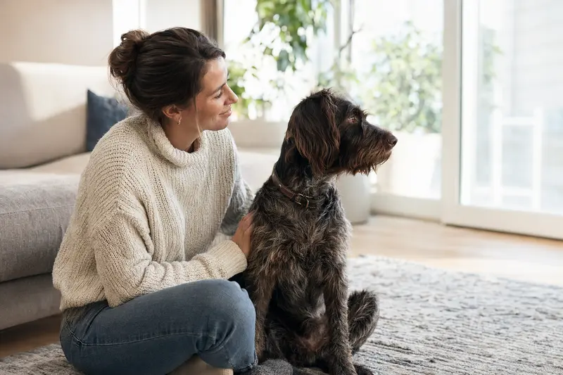 Ein glücklicher Rebhuhnhund sitzt entspannt neben seinem Besitzer in einer modernen Wohnung und strahlt Vertrauen aus.