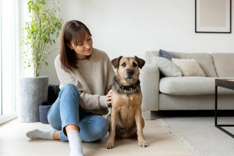Ein entspannter Rothbury Terrier sitzt neben seinem Halter in einer modernen Wohnung.