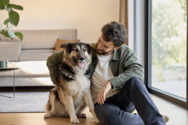 Ein glücklicher Rumänischer Hirtenhund sitzt entspannt neben seinem Besitzer in einem modernen Wohnraum.