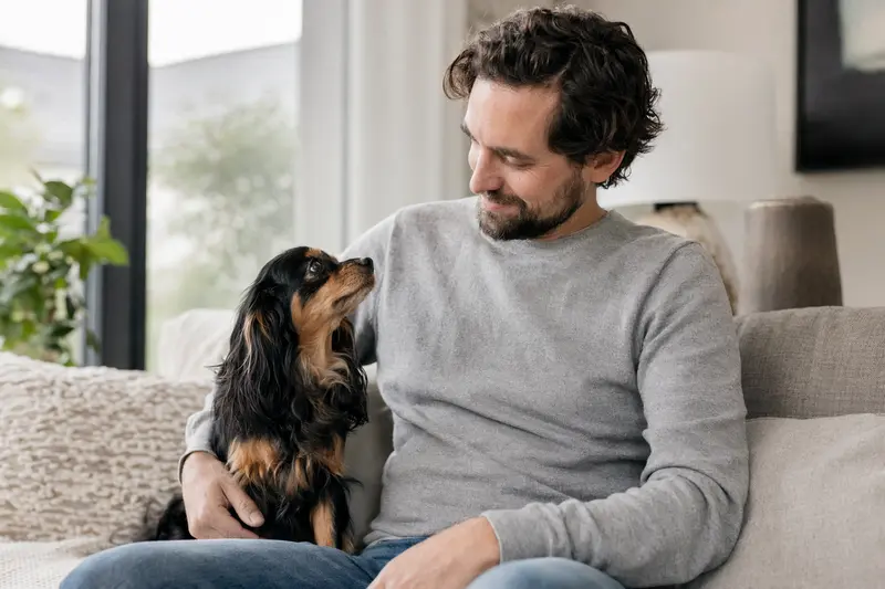 Ein glücklicher Russischer Zwergspaniel sitzt entspannt neben seinem Halter in einer hellen Wohnung.